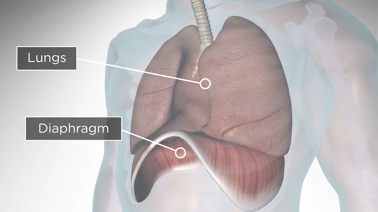 what is vocal support - diaphragm breathing